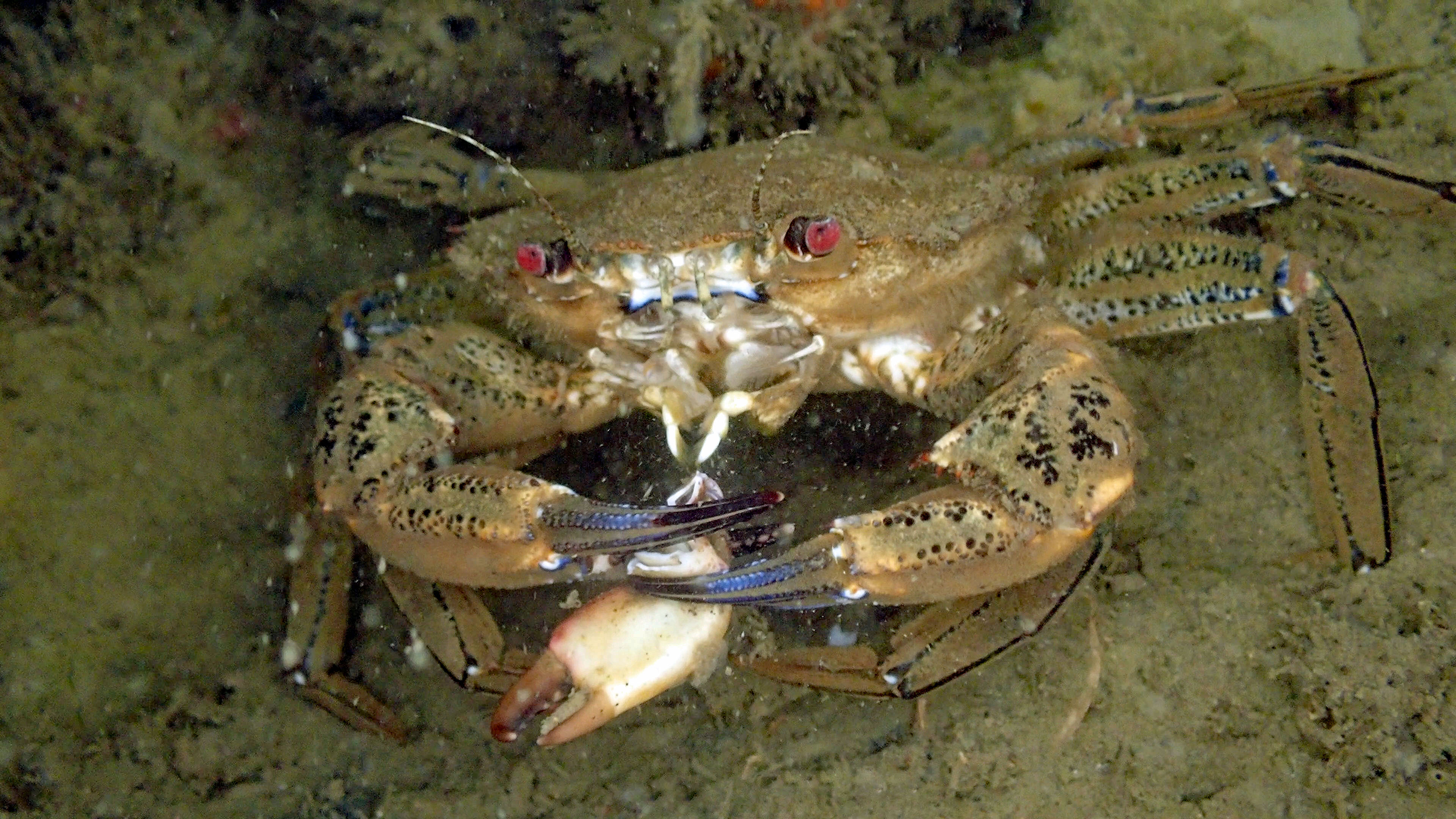 fluwelen zwemkrab met extra schaar-130196